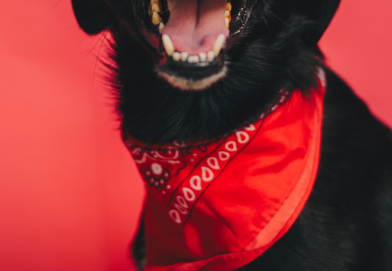 Accessoires faits main pour animaux